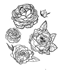 vector sketch illustration design elements plant peony rose