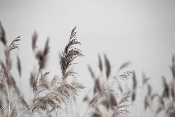 Obraz premium Reed grass in bloom, scientific name Phragmites australis, deliberately blurred, gently swaying in the wind on the shore of a pond, Wind