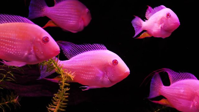 tropical fish in aquarium. Albino Threadfin Acara - Acarichthys heckelii. 