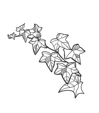 vector sketch illustration design elements plant ivy