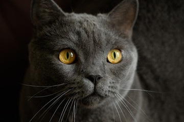 Portrait cat  looking camera. Close-up portrait.