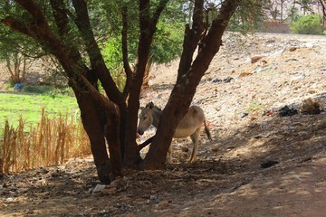 Donkey standing along in the field in Egypt