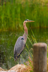 Blue Heron at the water banks looking for food 
