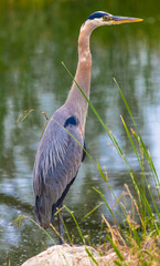Great Blue Heron along the shoreline relaxing