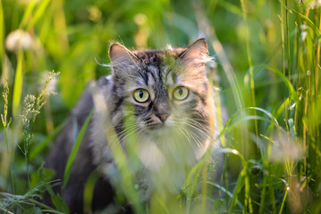 Naklejka na ściany i meble Tabby cat hiding in the grass
