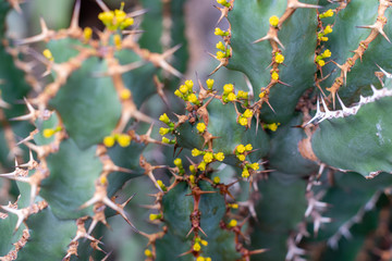 Kaktus mit Blüten