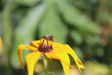 Hairy Rudbekia - herbaceous plant,