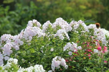 garden landscape with white color