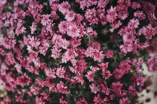 Pink chrysanthemums blooming in garden