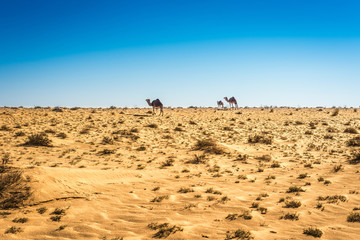 Fototapeta na wymiar Dromedaries in Tunisia