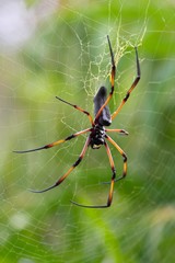 Spider IMG_0509