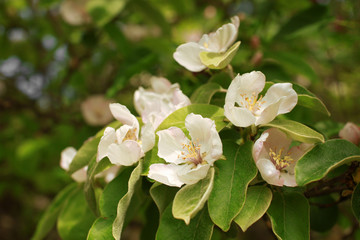 Beautiful blooming apple quince branch in spring park close up