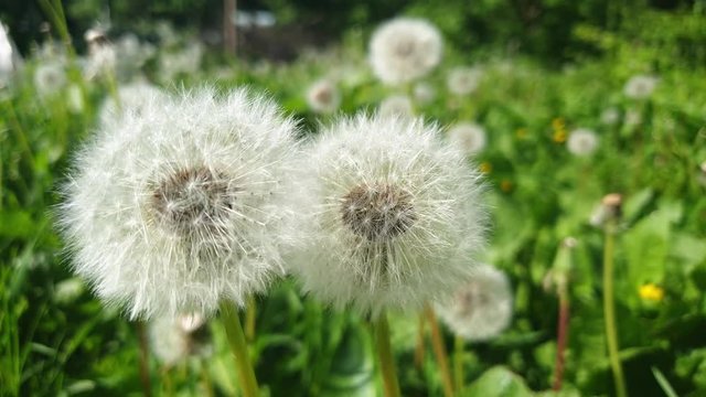 Dandelions in the summer in the close-up