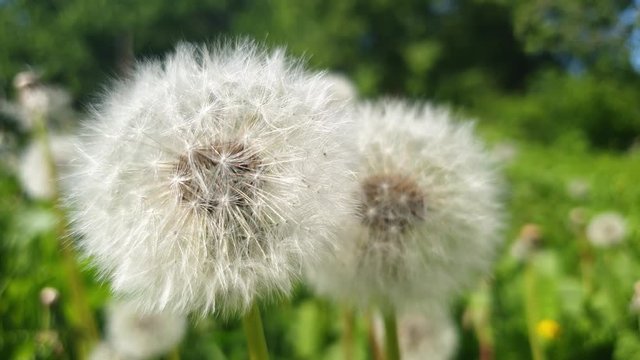Dandelions in the summer in the close-up