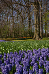 Dutch spring flowers Keukenhof Netherlands. Park. Hyacinth