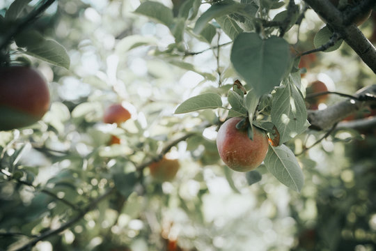 Rows of apple trees on orchard