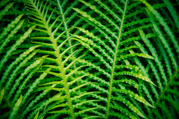 Beautiful background made with young green leaves.