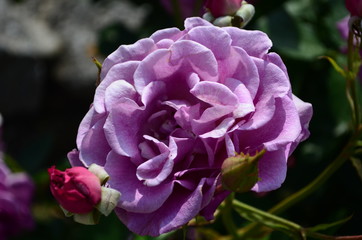 amazingly beautiful roses on the island of Nessebar Bulgaria