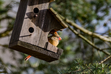 cardinal