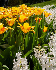 Dutch spring flowers Keukenhof Netherlands.