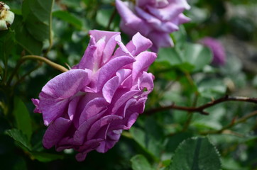 amazingly beautiful roses on the island of Nessebar Bulgaria