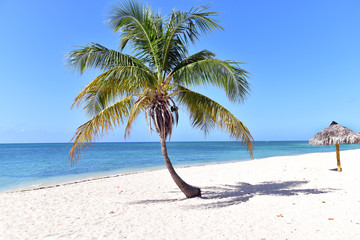 Palm tree at Playa Ancon (Ancon Beach) Trinidad, Sancti Spiritus, Cuba