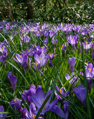 Dutch spring flowers Keukenhof Netherlands. Park