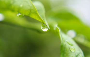 Drops of water on green leaves after rain