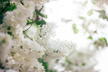 Fototapeten Spring summer background of white lilac bush tree bloom texture © Galina Zhigalova