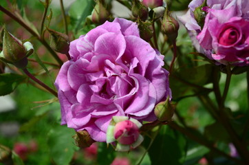 amazingly beautiful roses on the island of Nessebar Bulgaria