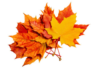 Autumn Leaves of maple on a white background.