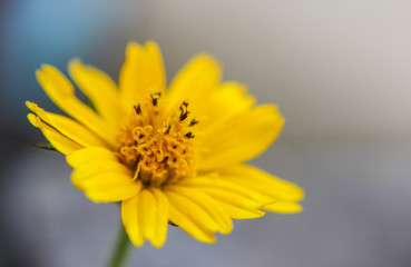 Beautiful small yellow flower Singapore Daisy (or Gold Buttons in Thai) in garden close up, yellow daisy flower in micro view,Yellow flower blooming 