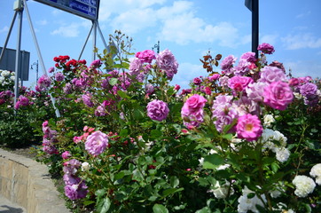 amazingly beautiful roses on the island of Nessebar Bulgaria