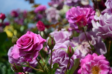amazingly beautiful roses on the island of Nessebar Bulgaria