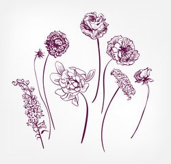 vector engraved design elements sketch flower decorative design elements ink veronica yarrow peony rose