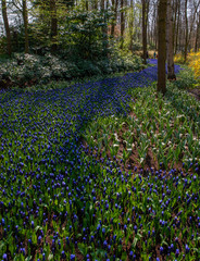 Dutch spring flowers Keukenhof Netherlands. Park blue grapes