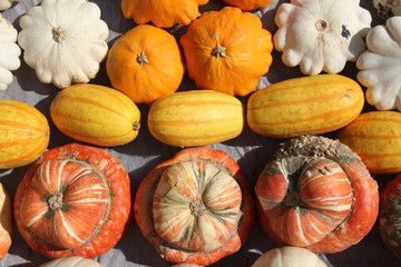 Pumpkins and gourds in autumn