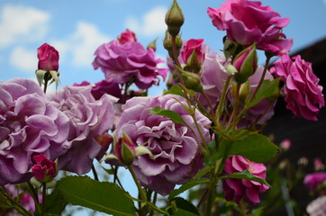 amazingly beautiful roses on the island of Nessebar Bulgaria