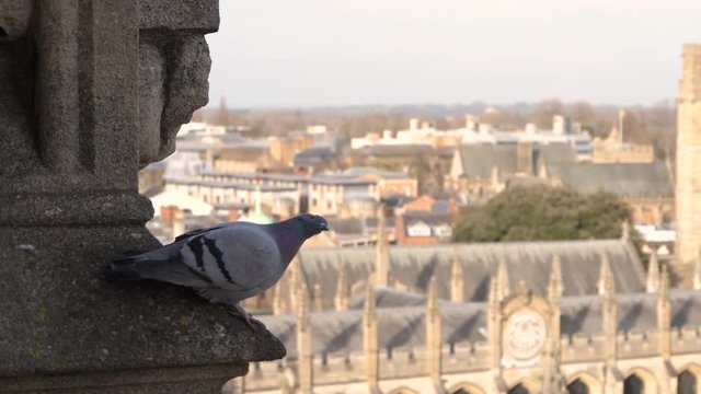 Slow motion footage of pigeon taking off and flying above Oxford city in UK.