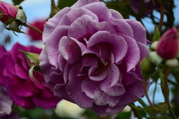 amazingly beautiful roses on the island of Nessebar Bulgaria