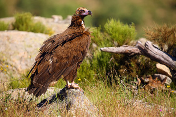 The cinereous vulture (Aegypius monachus) also known as the black vulture, monk  or Eurasian black vulture sitting on the feeding place. Big black vulture.