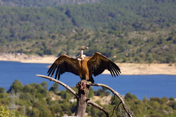 The griffon vulture (Gyps fulvus) sitting on the branch with colorful background. Vulture with lake and mountains in the background.