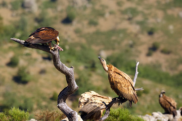 The Spanish imperial eagle (Aquila adalberti), also known as the Iberian imperial eagle, Spanish or Adalbert's eagle sitting on the branch with griffon vulture (Gyps fulvus). Vulture waiting for food.
