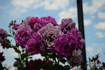 amazingly beautiful roses on the island of Nessebar Bulgaria