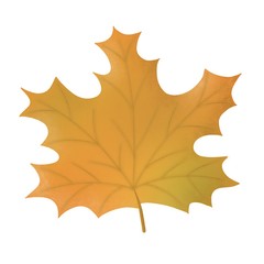 Yellow maple leaf, autumn symbol, isolated, on white background