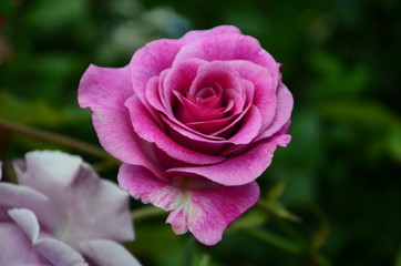 amazingly beautiful roses on the island of Nessebar Bulgaria