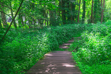 Obraz premium Wooden path in Dutch forest