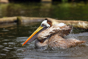 The brown pelican (Pelecanus occidentalis) on the surface of the pond. The pelican cleans its feathers and shakes water on the dark water.