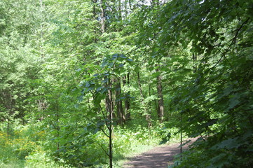 path in the forest