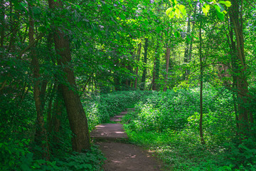 Wooden path in Dutch forest